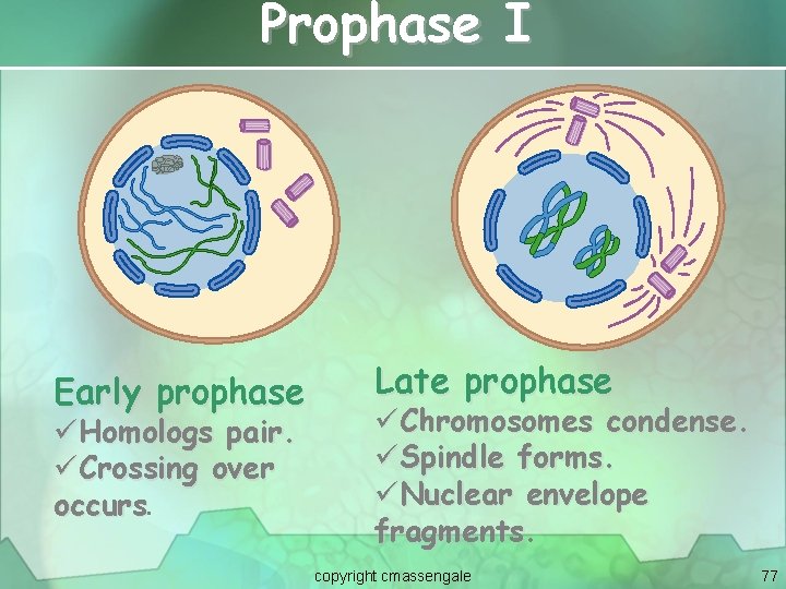 Prophase I Early prophase üHomologs pair. üCrossing over occurs. Late prophase üChromosomes condense. üSpindle