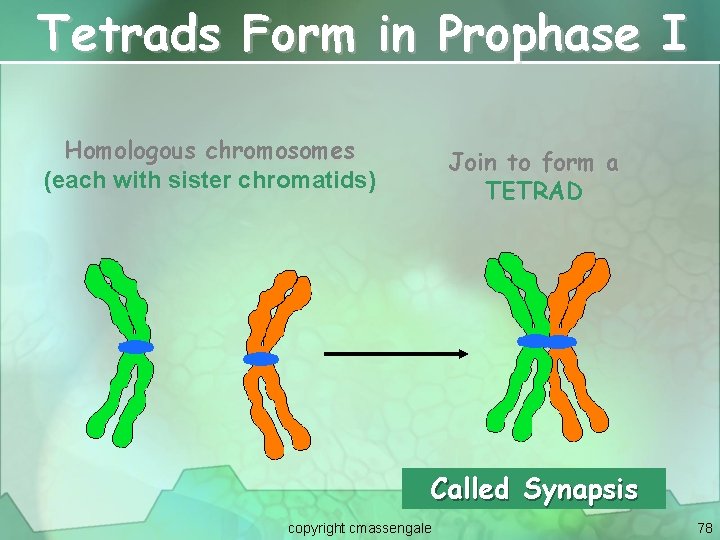 Tetrads Form in Prophase I Homologous chromosomes (each with sister chromatids) Join to form