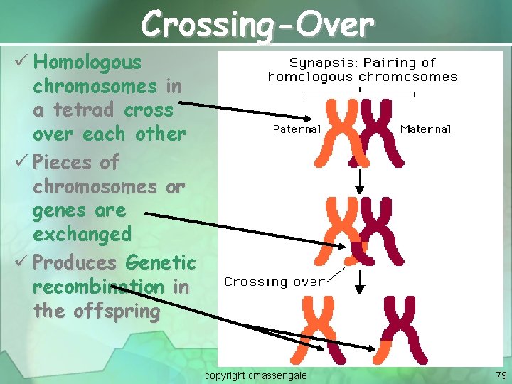 Crossing-Over ü Homologous chromosomes in a tetrad cross over each other ü Pieces of