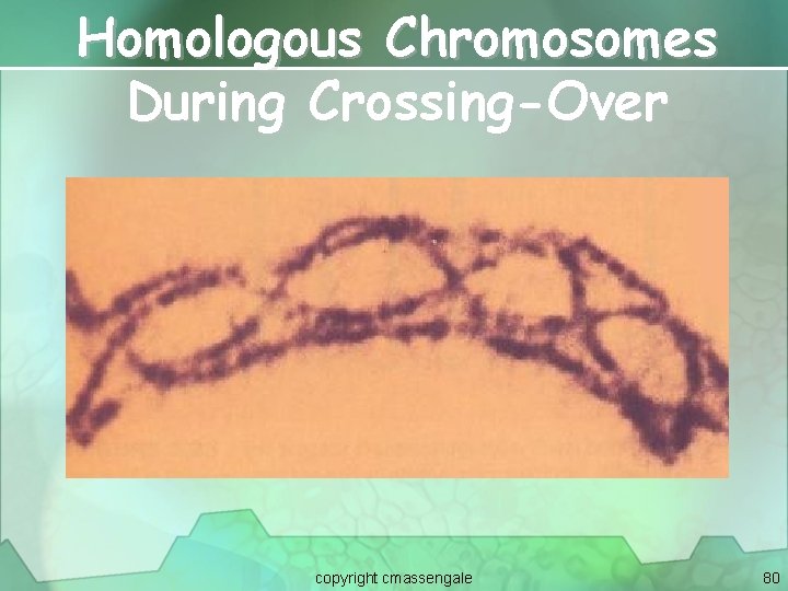 Homologous Chromosomes During Crossing-Over copyright cmassengale 80 