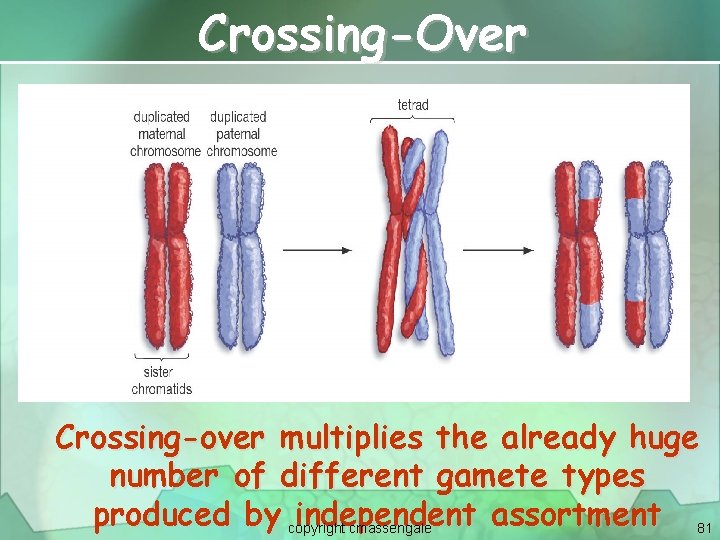 Crossing-Over Crossing-over multiplies the already huge number of different gamete types produced by copyright