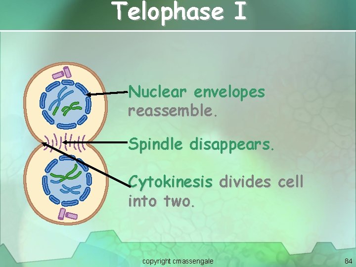 Telophase I Nuclear envelopes reassemble. Spindle disappears. Cytokinesis divides cell into two. copyright cmassengale