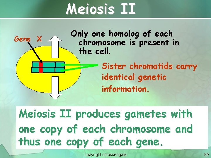 Meiosis II Gene X Only one homolog of each chromosome is present in the