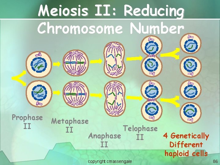 Meiosis II: Reducing Chromosome Number Prophase Metaphase II Telophase II Anaphase 4 Genetically II