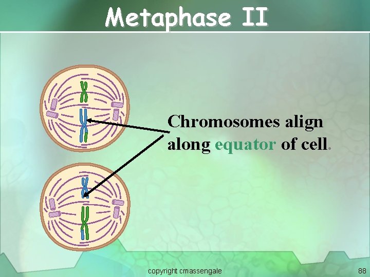 Metaphase II Chromosomes align along equator of cell. copyright cmassengale 88 