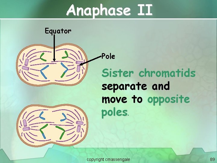Anaphase II Equator Pole Sister chromatids separate and move to opposite poles. copyright cmassengale