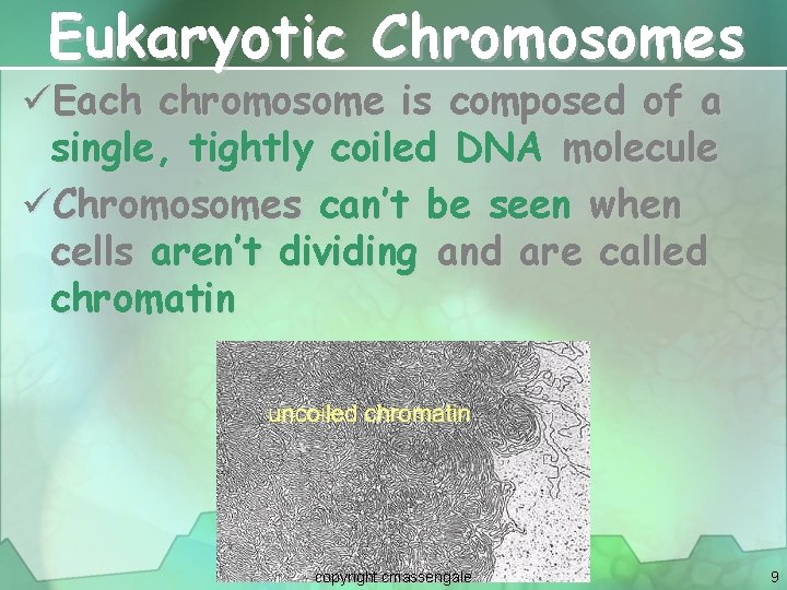 Eukaryotic Chromosomes üEach chromosome is composed of a single, tightly coiled DNA molecule üChromosomes
