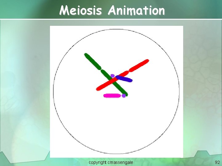 Meiosis Animation copyright cmassengale 92 