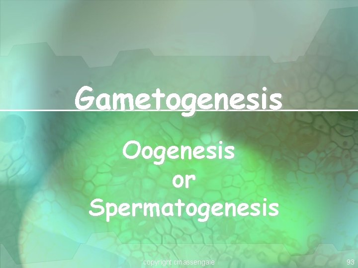 Gametogenesis Oogenesis or Spermatogenesis copyright cmassengale 93 