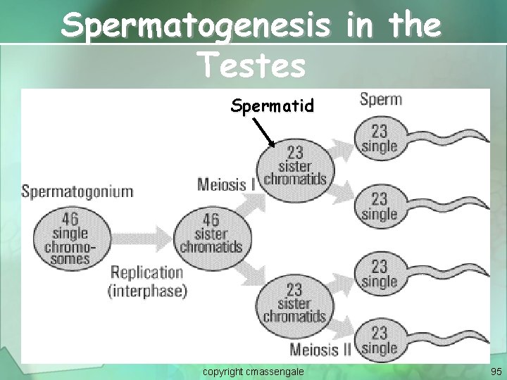 Spermatogenesis in the Testes Spermatid copyright cmassengale 95 