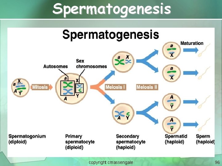 Spermatogenesis copyright cmassengale 96 