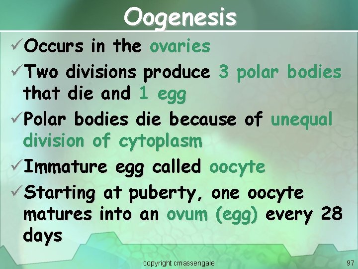 Oogenesis üOccurs in the ovaries üTwo divisions produce 3 polar bodies that die and