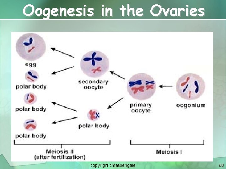Oogenesis in the Ovaries copyright cmassengale 98 