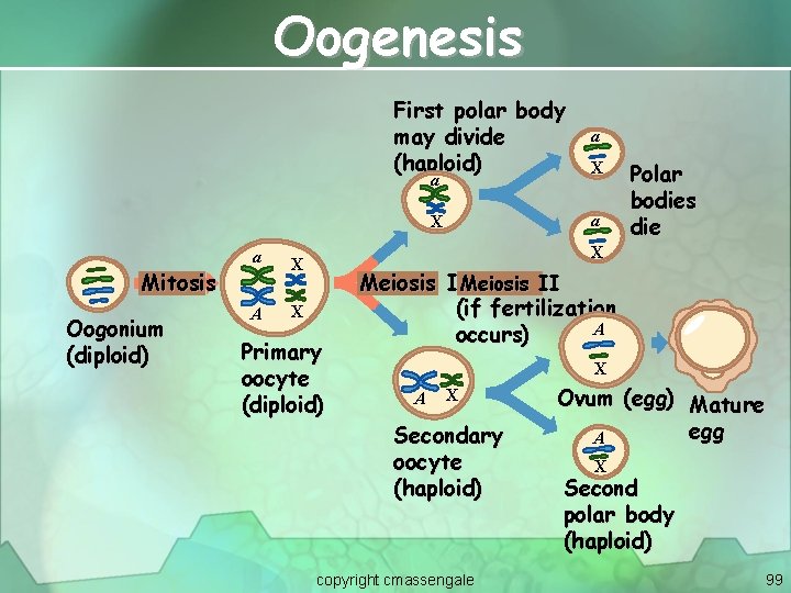 Oogenesis First polar body may divide (haploid) a Mitosis Oogonium (diploid) X A X