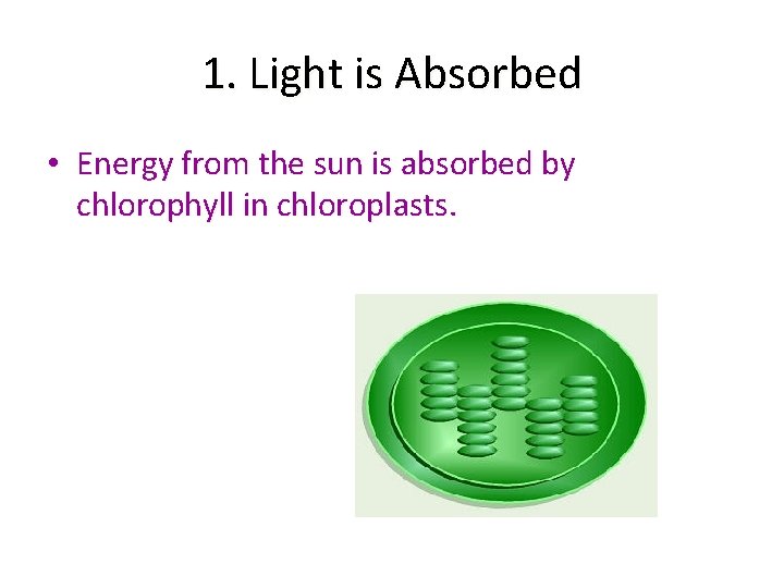 1. Light is Absorbed • Energy from the sun is absorbed by chlorophyll in