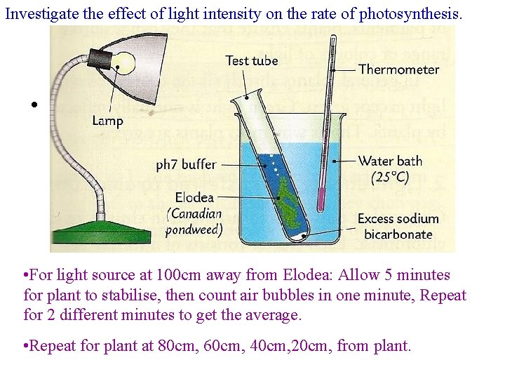 Investigate the effect of light intensity on the rate of photosynthesis. Mandatory experiment •