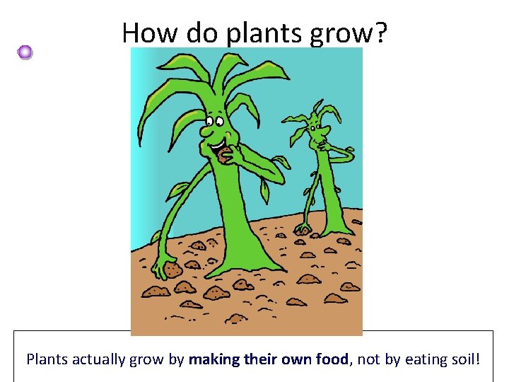 How do plants grow? Plants actually grow by making their own food, not by