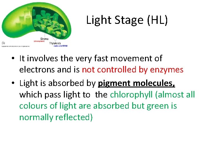 Light Stage (HL) • It involves the very fast movement of electrons and is