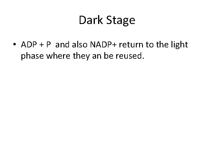 Dark Stage • ADP + P and also NADP+ return to the light phase