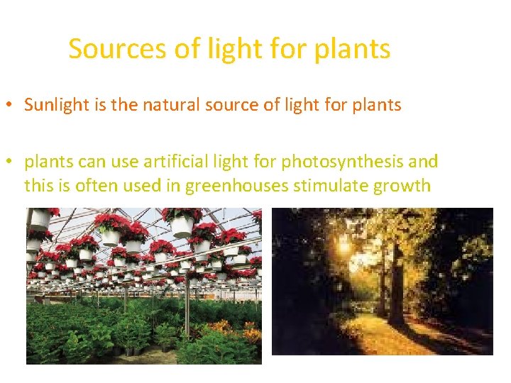 Sources of light for plants • Sunlight is the natural source of light for