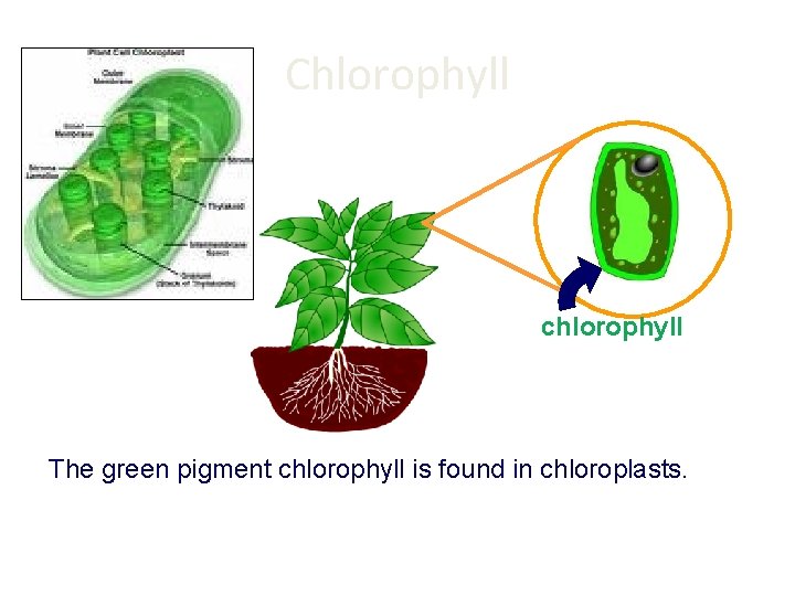 Chlorophyll chlorophyll The green pigment chlorophyll is found in chloroplasts. 