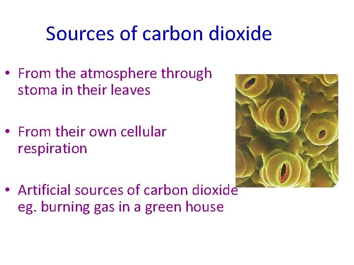 Sources of carbon dioxide • From the atmosphere through stoma in their leaves •
