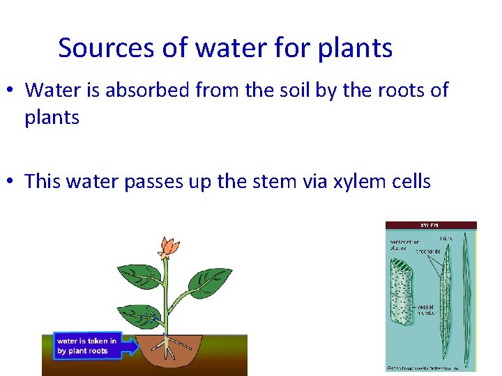 Sources of water for plants • Water is absorbed from the soil by the