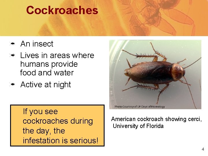 Cockroach Biology and Management Deborah Young Ph D