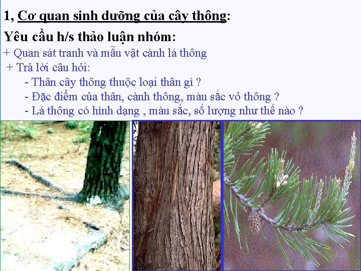 1, Cơ quan sinh dưỡng của cây thông: Yêu cầu h/s thảo luận nhóm: