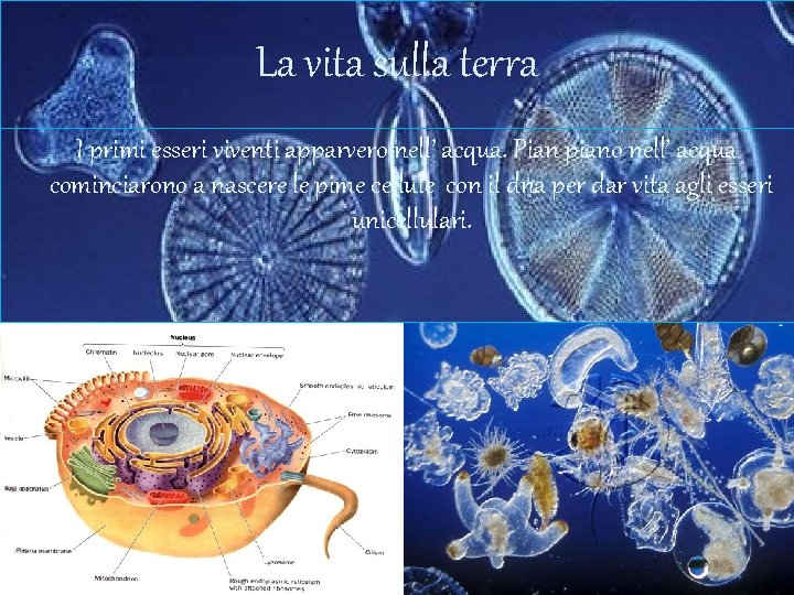 La vita sulla terra I primi esseri viventi apparvero nell’ acqua. Pian piano nell’