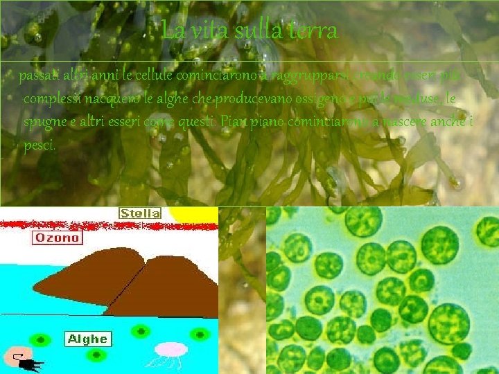 La vita sulla terra passati altri anni le cellule cominciarono a raggrupparsi creando esseri