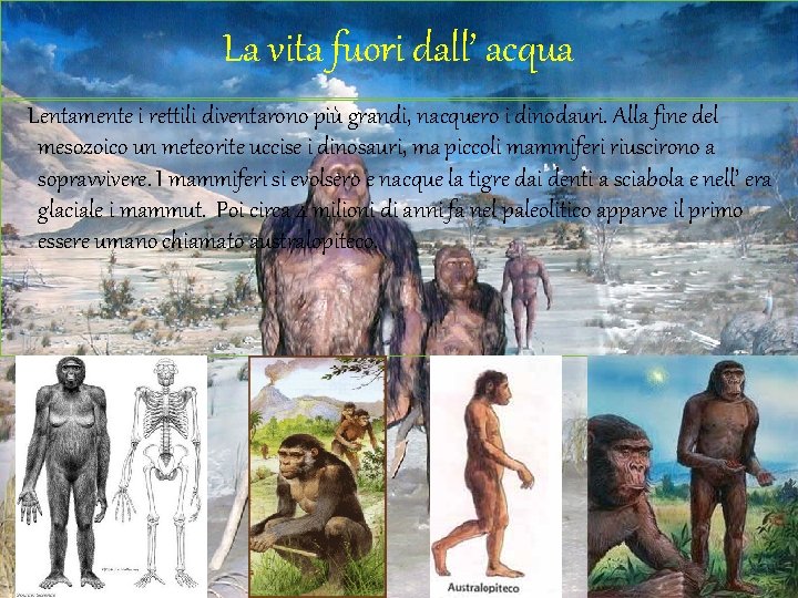 La vita fuori dall’ acqua Lentamente i rettili diventarono più grandi, nacquero i dinodauri.