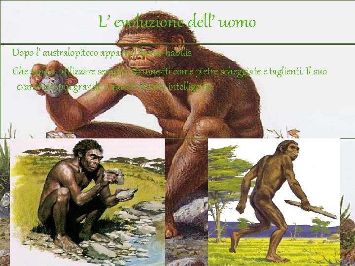 L’ evoluzione dell’ uomo Dopo l’ australopiteco apparve l’ homo habilis Che sapeva utilizzare