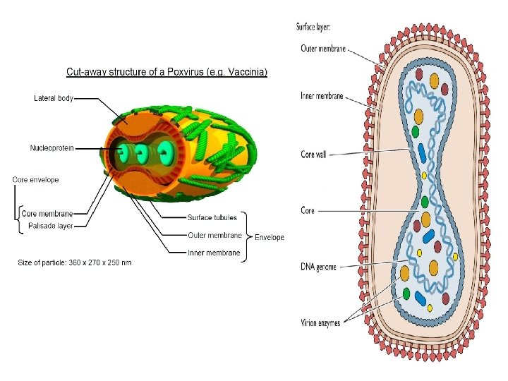 Smallpox Classification MSS Module Viral Skin Infections Two Lectures By