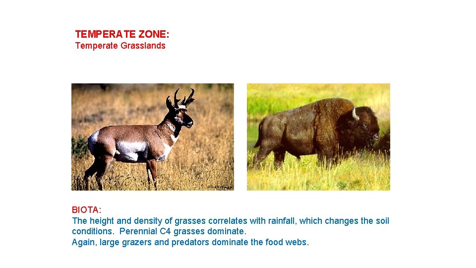 TEMPERATE ZONE: Temperate Grasslands BIOTA: The height and density of grasses correlates with rainfall,