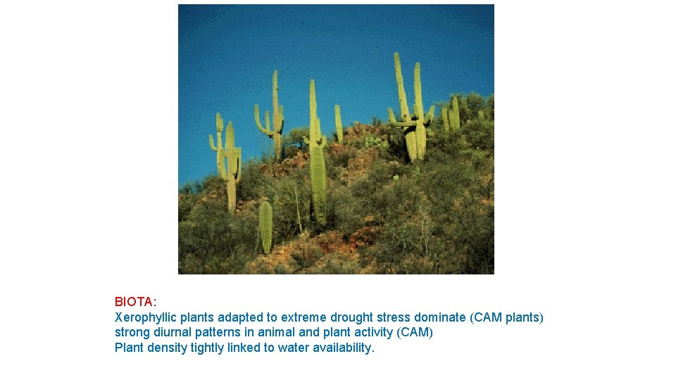 BIOTA: Xerophyllic plants adapted to extreme drought stress dominate (CAM plants) strong diurnal patterns