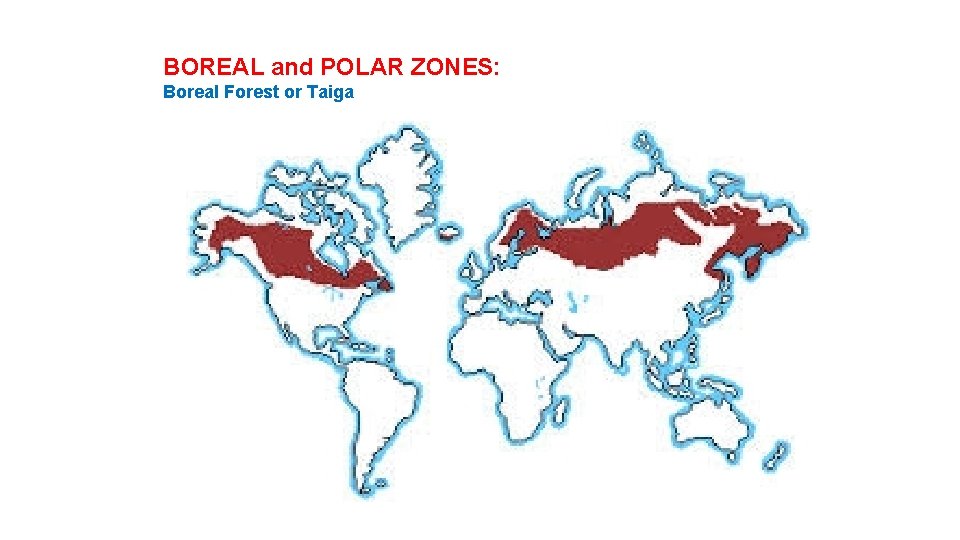 BOREAL and POLAR ZONES: Boreal Forest or Taiga 