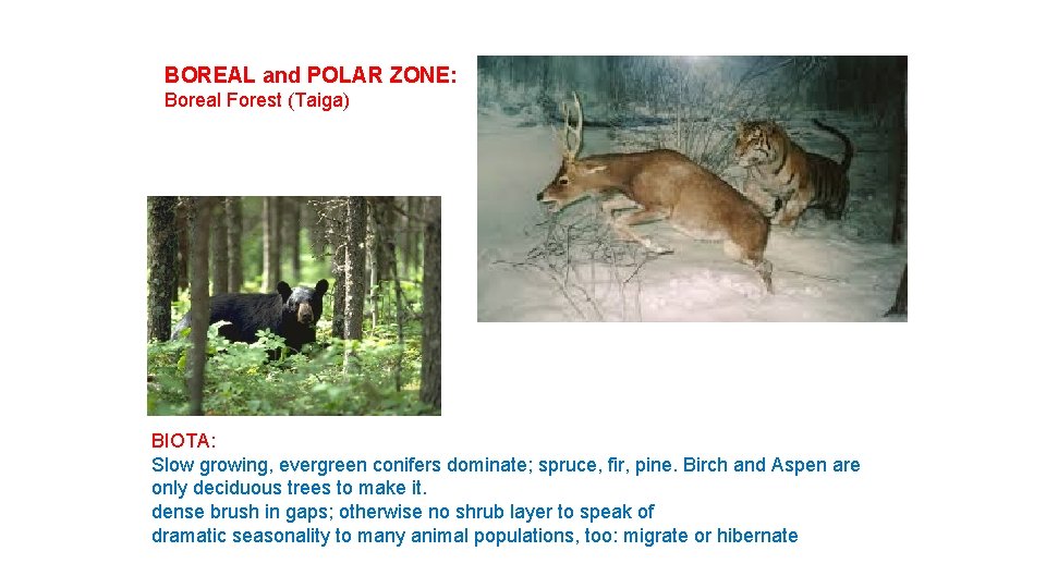 BOREAL and POLAR ZONE: Boreal Forest (Taiga) BIOTA: Slow growing, evergreen conifers dominate; spruce,
