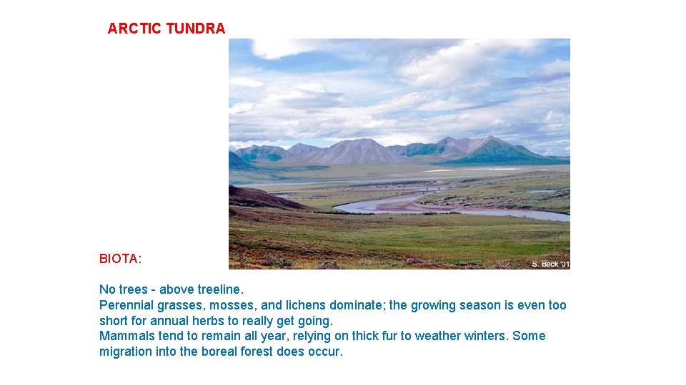 ARCTIC TUNDRA BIOTA: No trees - above treeline. Perennial grasses, mosses, and lichens dominate;