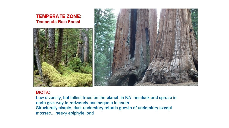 TEMPERATE ZONE: Temperate Rain Forest BIOTA: Low diversity, but tallest trees on the planet,