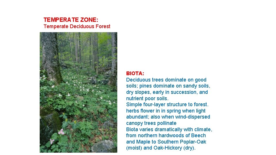 TEMPERATE ZONE: Temperate Deciduous Forest BIOTA: Deciduous trees dominate on good soils; pines dominate