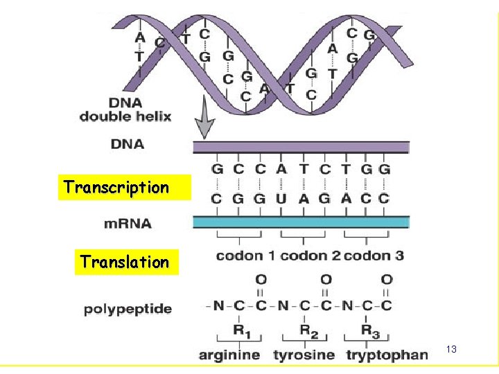 Transcription Translation 13 