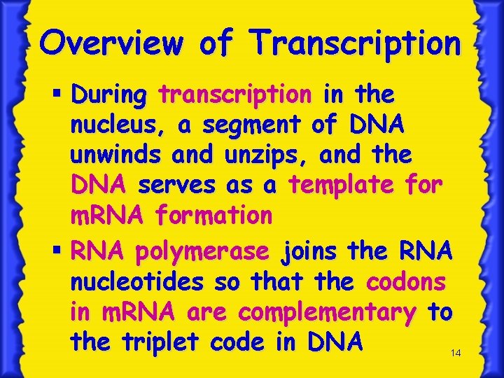 Overview of Transcription § During transcription in the nucleus, a segment of DNA unwinds