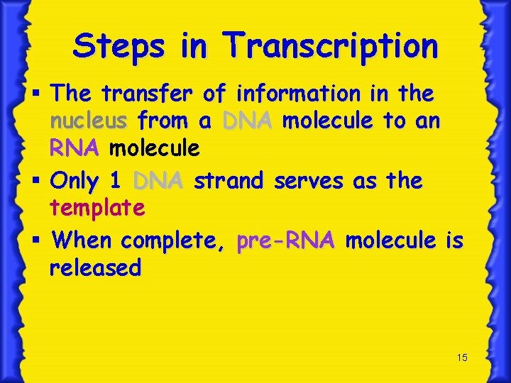 Steps in Transcription § The transfer of information in the nucleus from a DNA