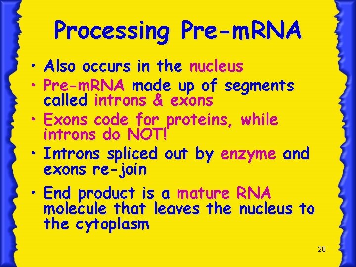 Processing Pre-m. RNA • Also occurs in the nucleus • Pre-m. RNA made up