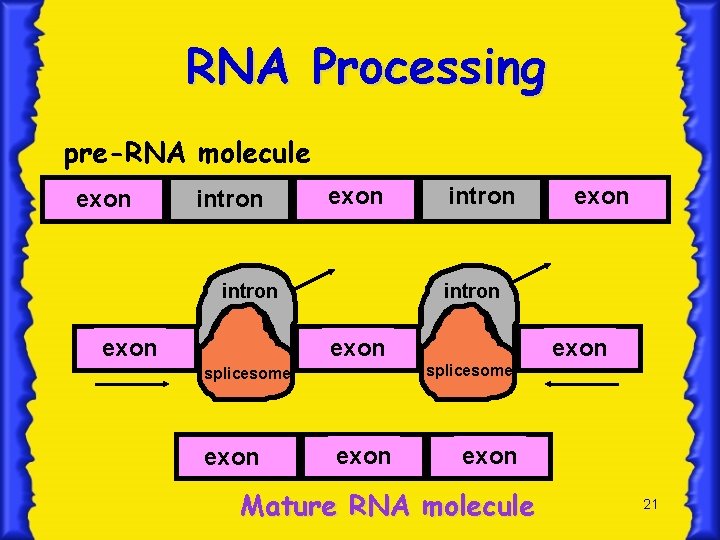 RNA Processing pre-RNA molecule exon intron exon splicesome exon Mature RNA molecule 21 