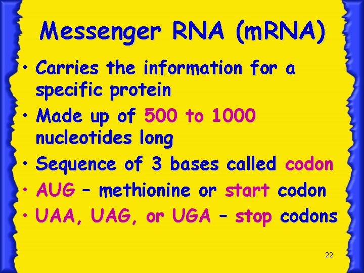 Messenger RNA (m. RNA) • Carries the information for a specific protein • Made