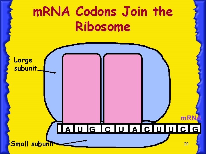 m. RNA Codons Join the Ribosome Large subunit m. RNA A U G Small