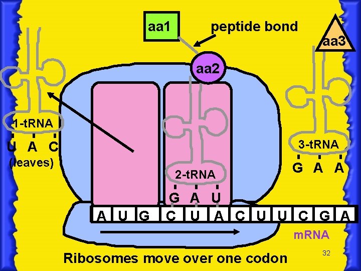 aa 1 peptide bond aa 3 aa 2 1 -t. RNA 3 -t. RNA