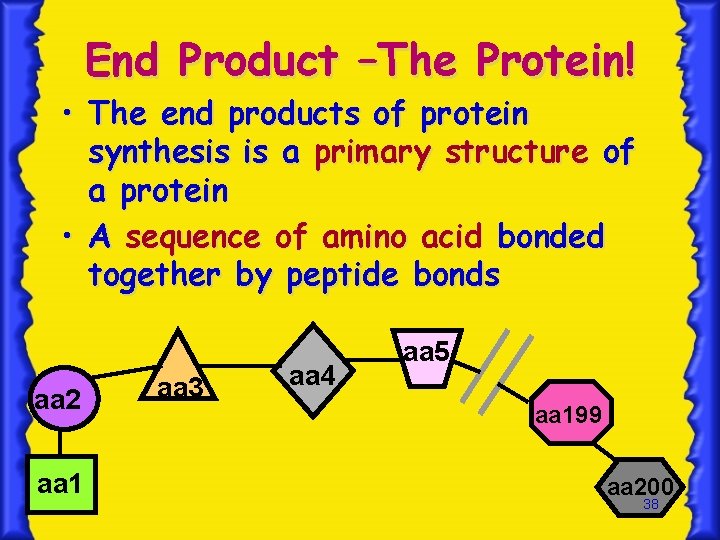 End Product –The Protein! • The end products of protein synthesis is a primary